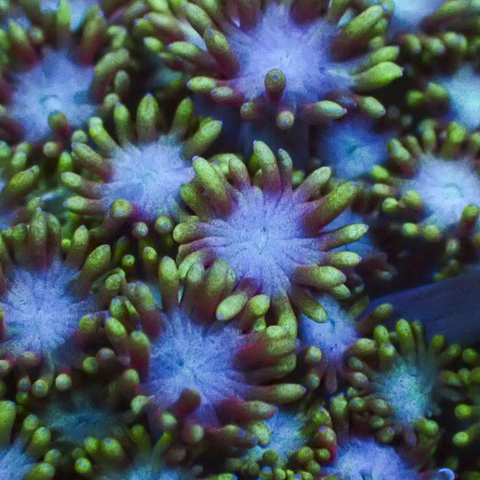 Goniopora Emerald Sunrise