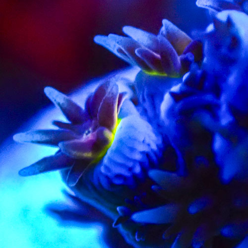 Acropora MC Electric Lime Tip