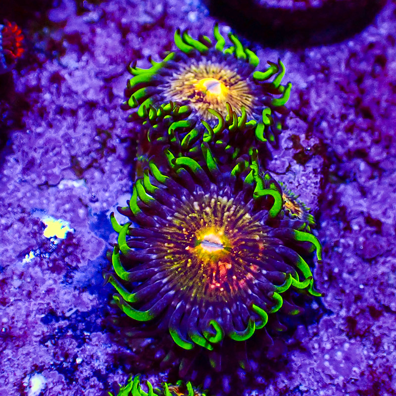 Zoanthus WWC Nirvana