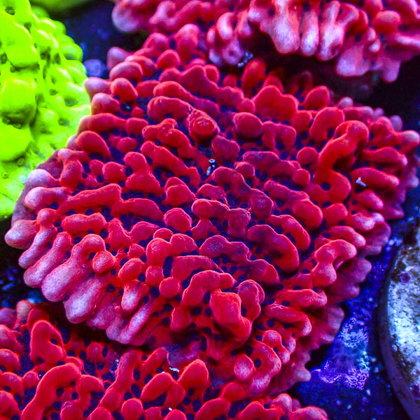 Montipora MC Mean Streak