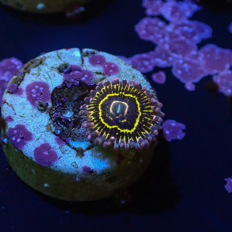 Zoanthus MC Stratosphere