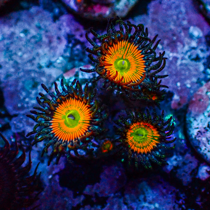 Zoanthus MC Ultra Sunny D.