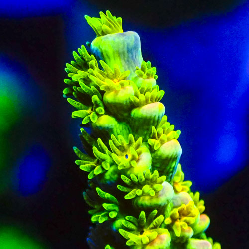 Acropora MC Lime Tower