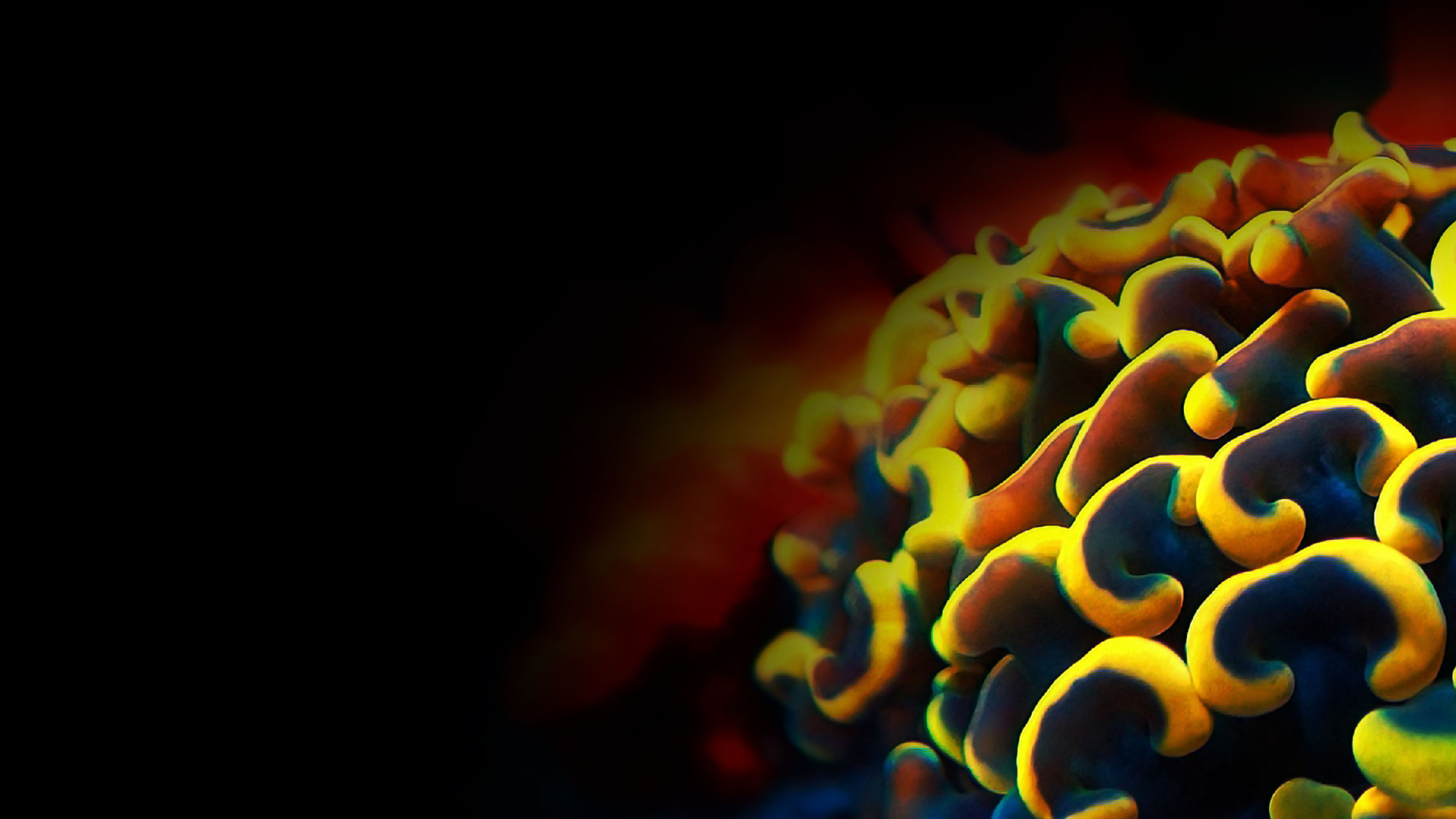 Euphyllia Koralle in Dunkelblau und Gelb als Hintergrundbild