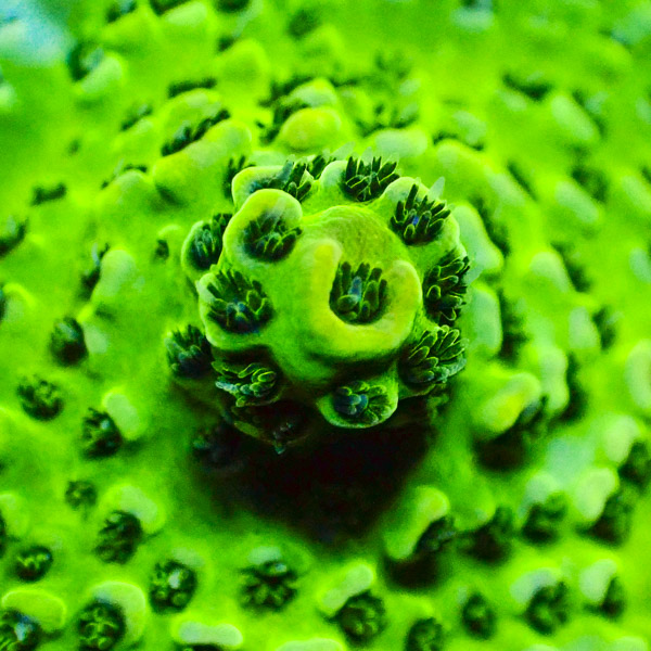 Acropora Giftgrün