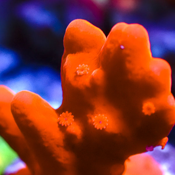 Montipora Setosa Ultra Orange