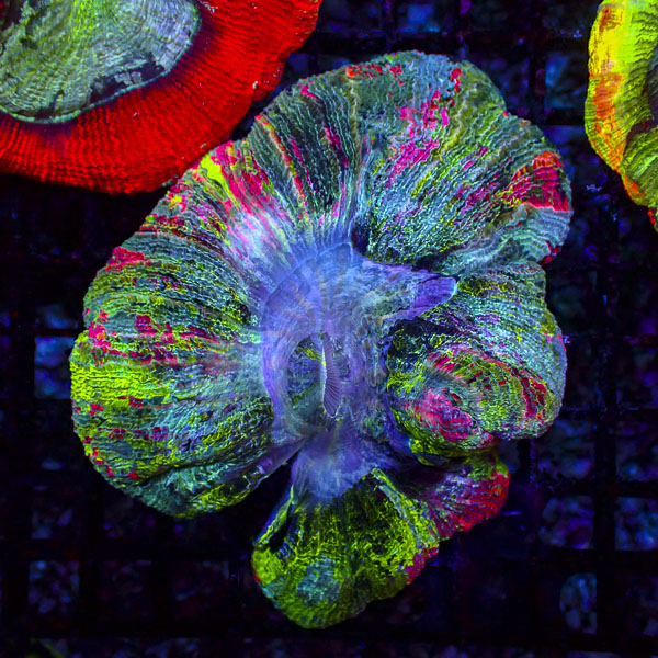 Trachyphyllia MC Mystic Mirage