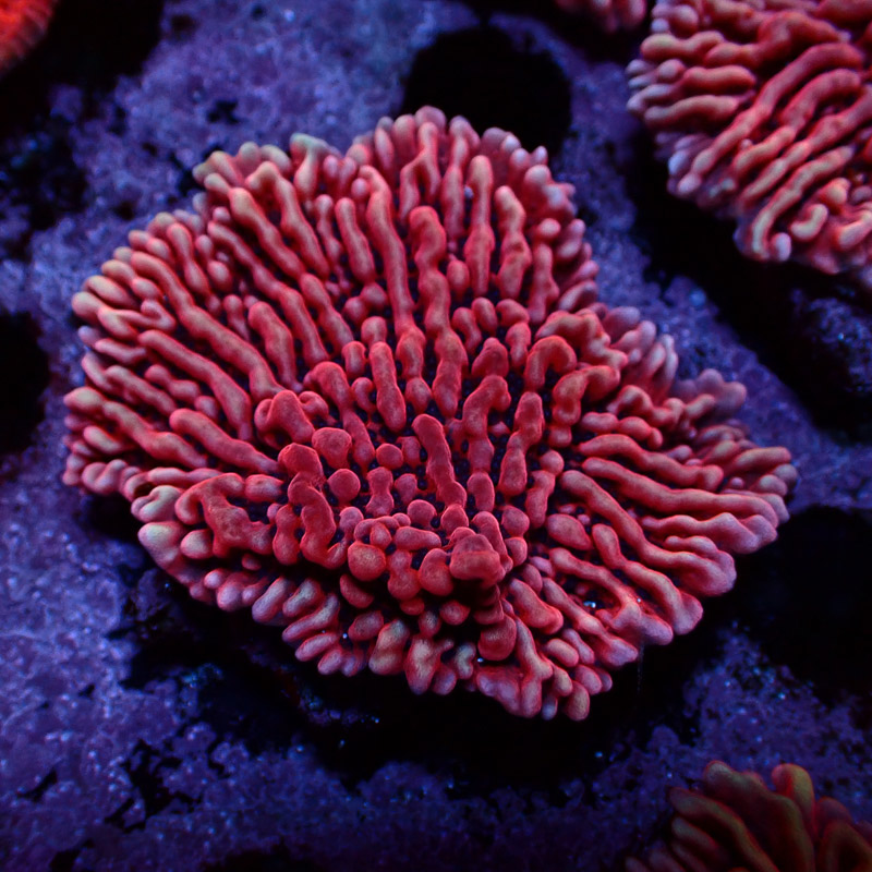 Montipora Mean Streak Frag 21