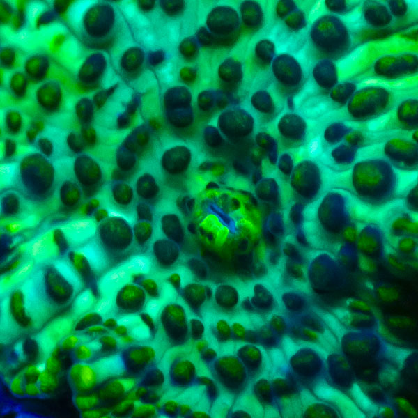 Rhodactis MC Dark Emerald