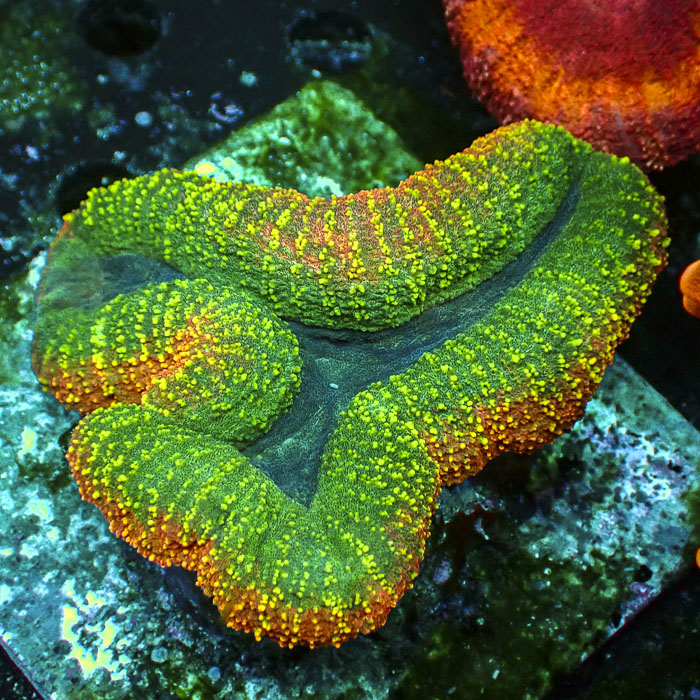 Lobophyllia MC Bicolor Toxic Halo