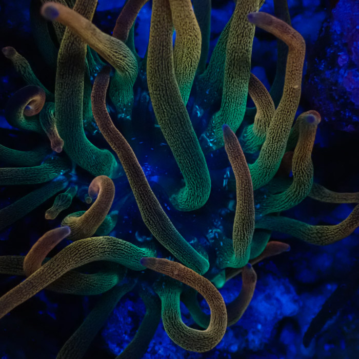 Entacmaea MC Quadricolor Sunburst