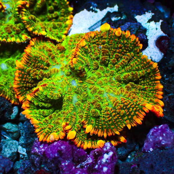 Rhodactis MC Solar Venom