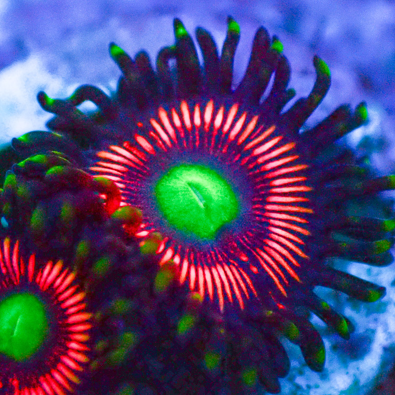 Zoanthus Lord of the Rings