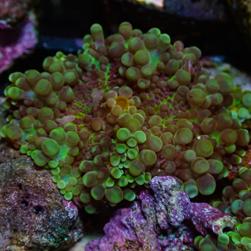 Ricordea Yuma Grün Schwarz