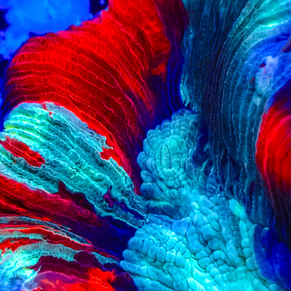 Trachyphyllia MC Red Stripe Serpant