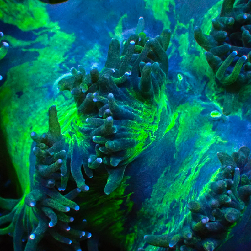 Catalaphyllia Blue Tip