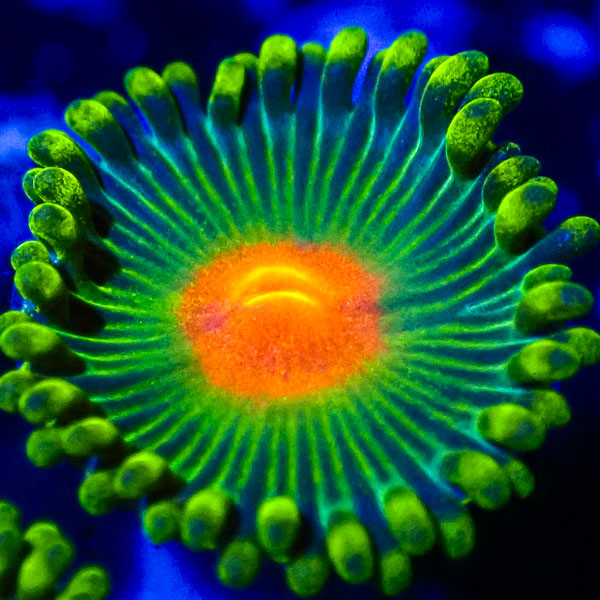 Zoanthus MC Gorilla Nipple