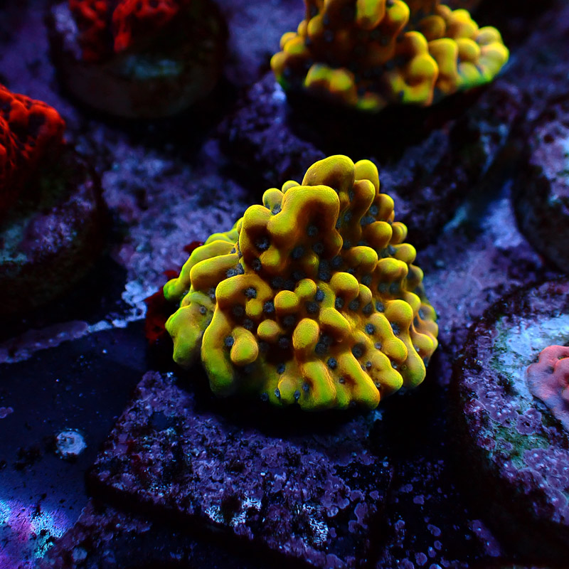 Montipora Crazy T. Frag 12