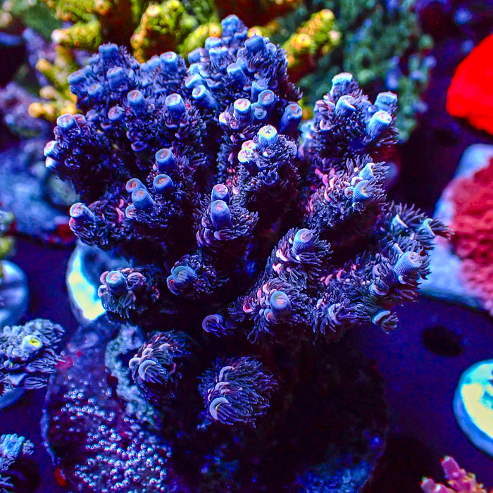 Acropora Sapphire Flame