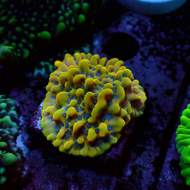 Montipora Crazy T. Frag 13
