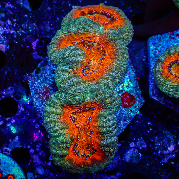 Lobophyllia MC Mandarin Prism Frag 03