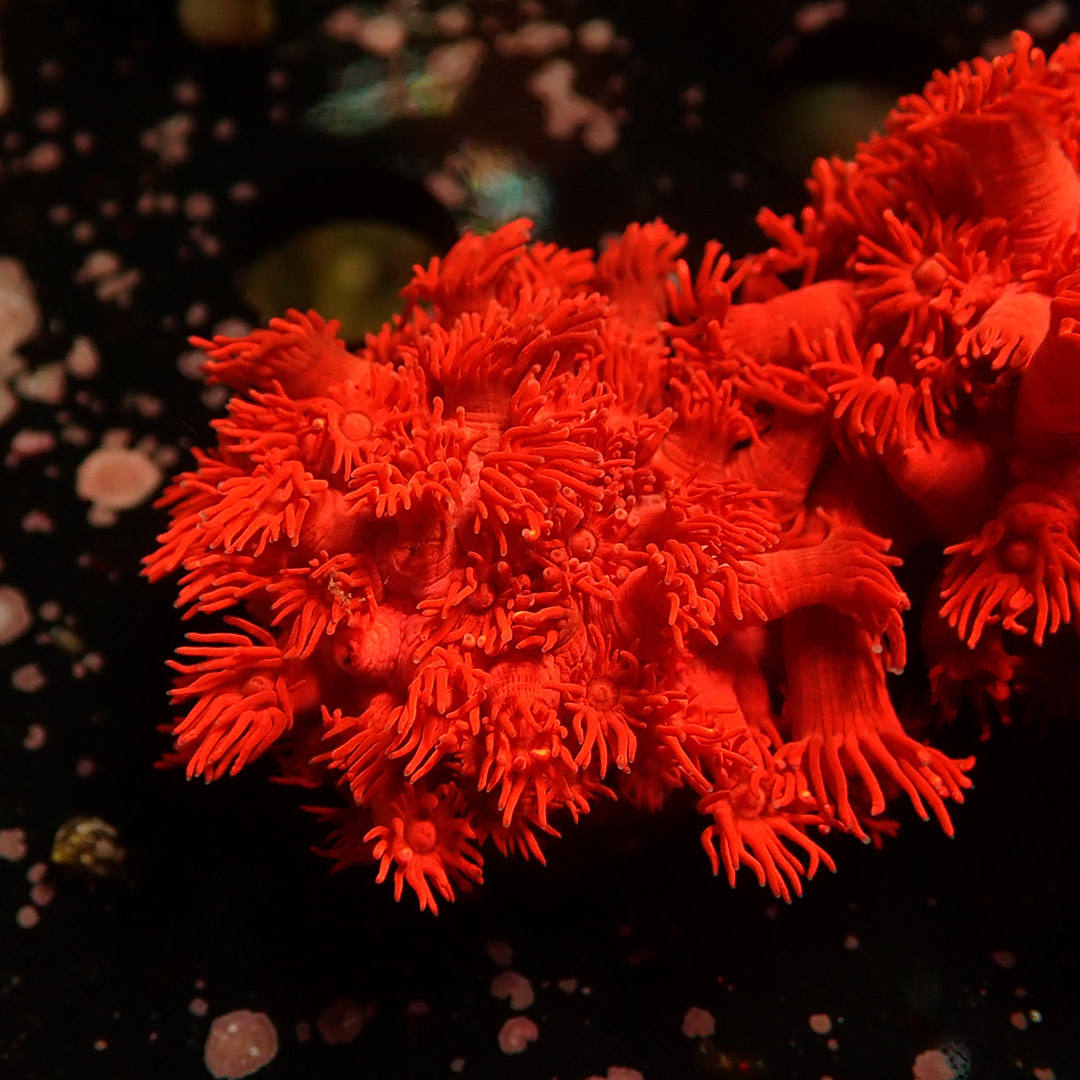 Goniopora Metallic Red Frag 01