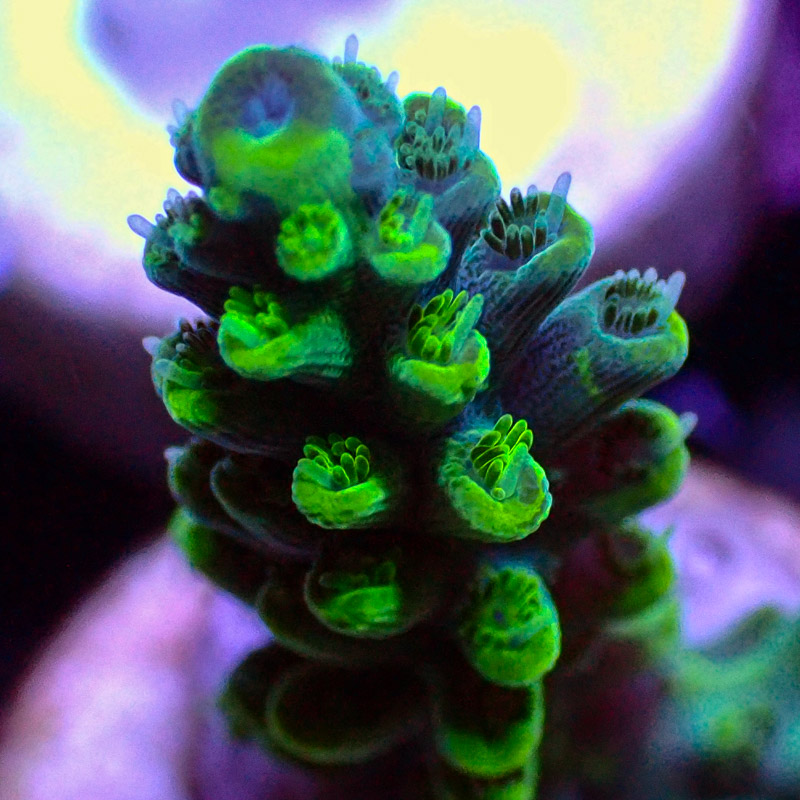 Acropora