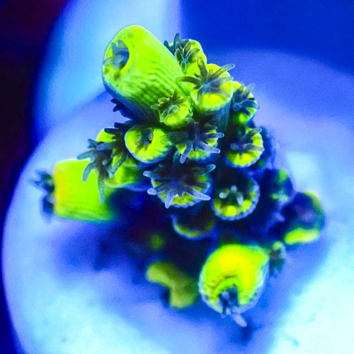 Acropora MC Neon Citrine