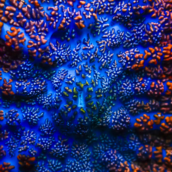 Rhodactis MC Arctic Flow