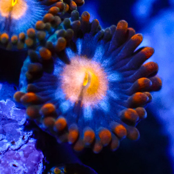 Zoanthus MC Screamers