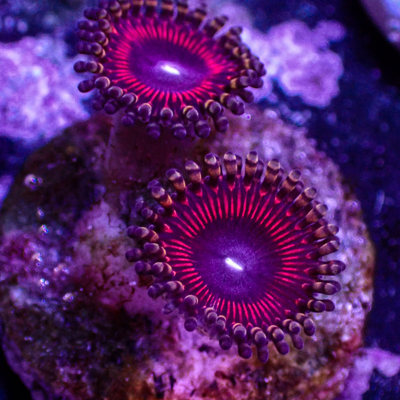 Zoanthus MC Sakura Rainbow