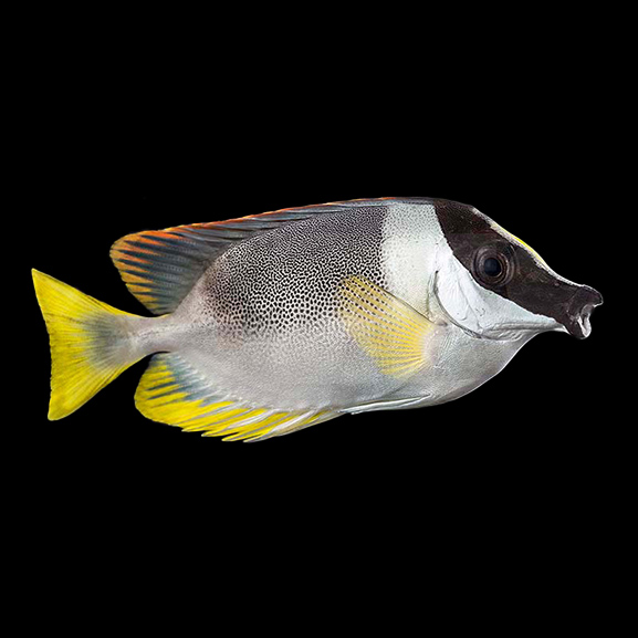 Andamanen Fuchsgesicht