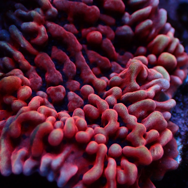 Montipora Mean Streak Frag 27