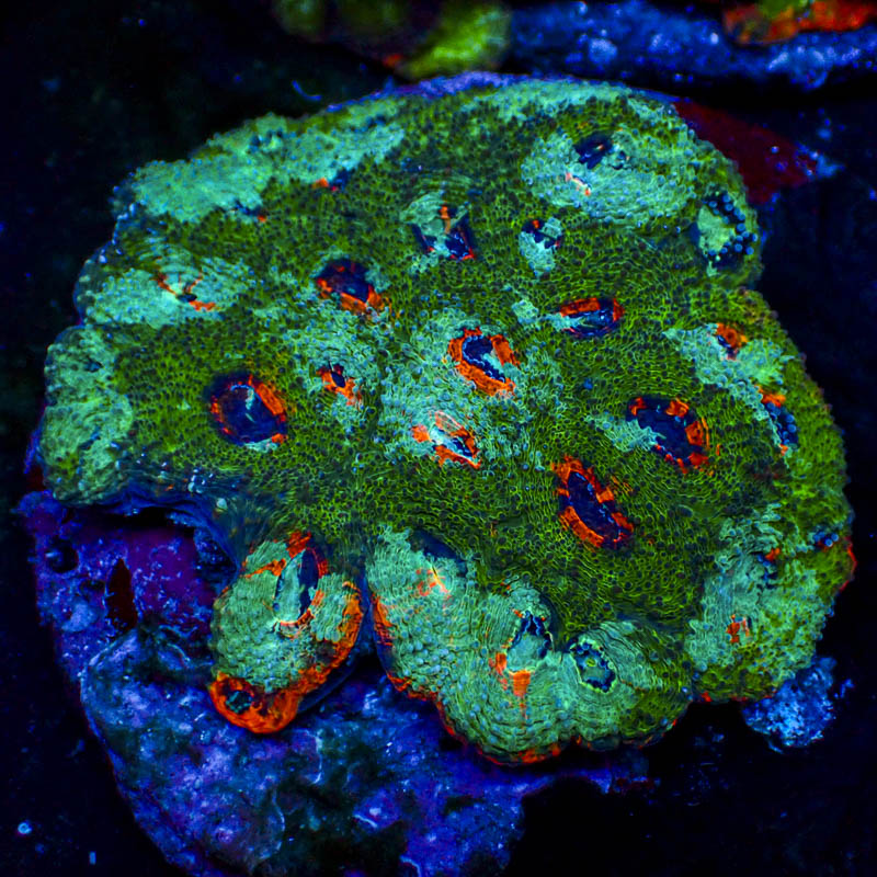 Acanthastrea Echinata Grün – Multicolor Münder in Orange, Türkis & Blau