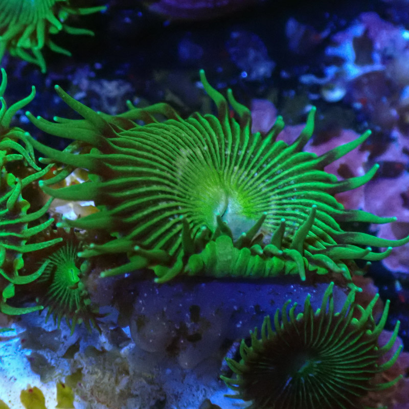 Palythoa MC Green Implosion Frag 02