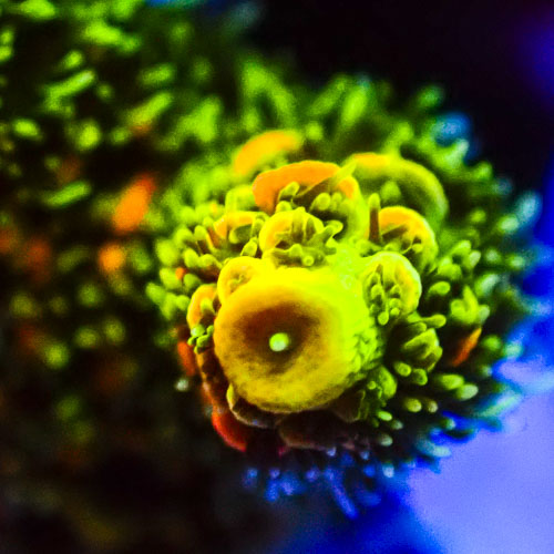 Acropora Mille MC Sunflare
