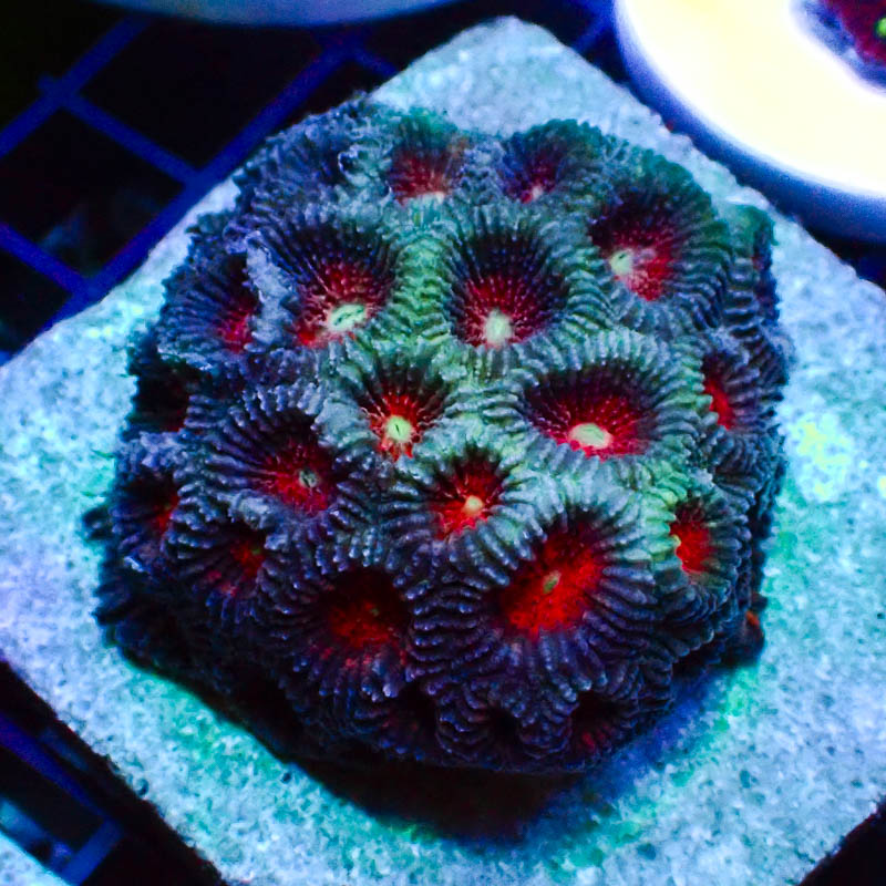 Goniastrea Blau/Türkis – Premium LPS mit Neonpolypen & Sprenkelstruktur