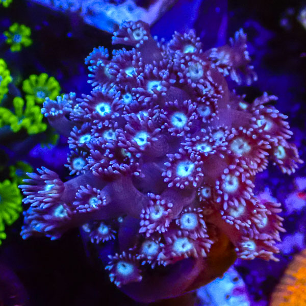 Goniopora MC Turquoise Lavender NZ CTO