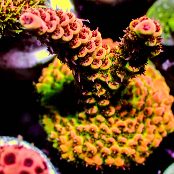 Acropora