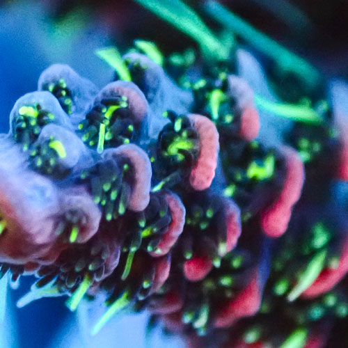 Acropora MC Venomstrike