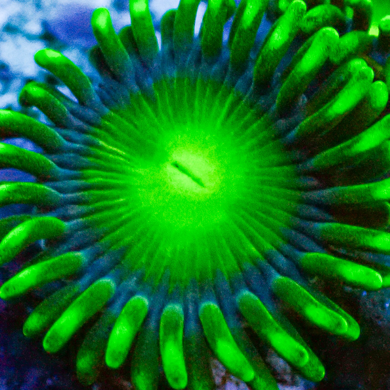 Zoanthus MC Radio Active