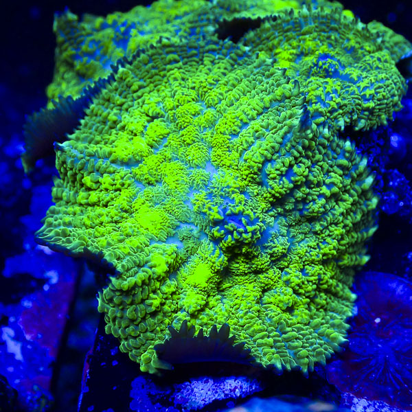 Rhodactis MC Blue Vortex