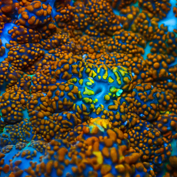 Rhodactis MC Galactic Flameburst