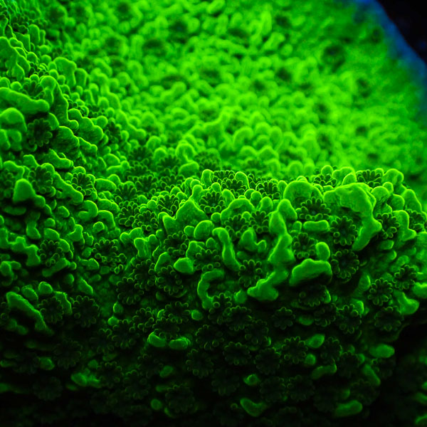 Montipora MC Green Cap