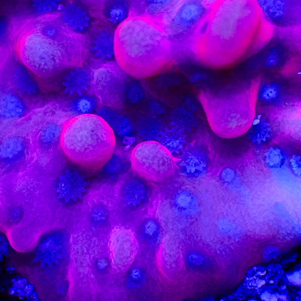 Montipora MC Soft Rose