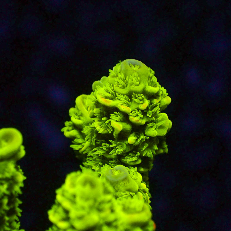 Acropora Walt Disney Grün Gelb – Ikonische SPS mit Neon-Tips