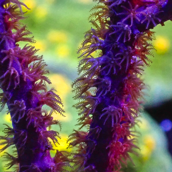 Pseudopterogorgia Elisabethae NZ
