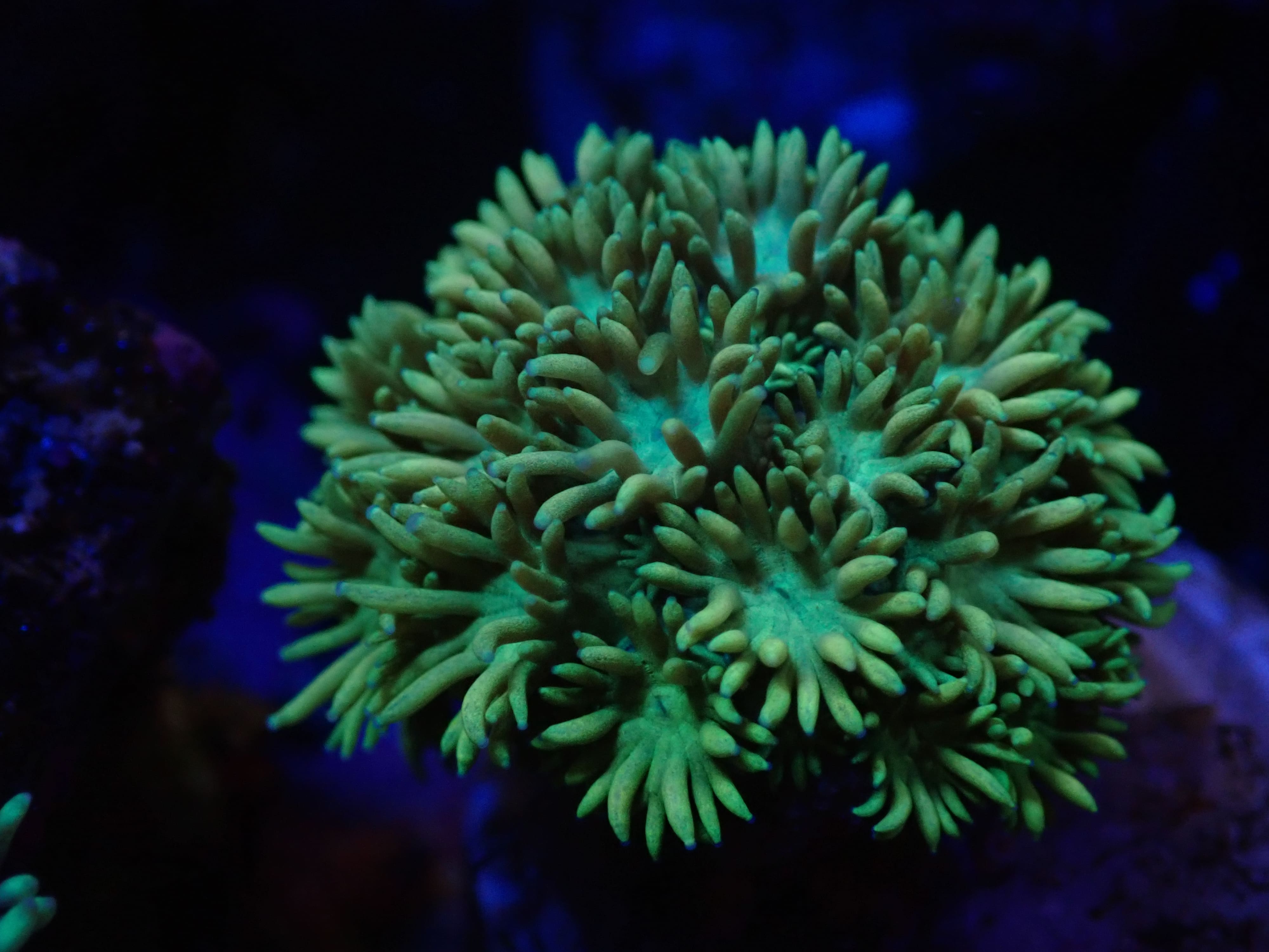 Alveopora neon grün DNZ