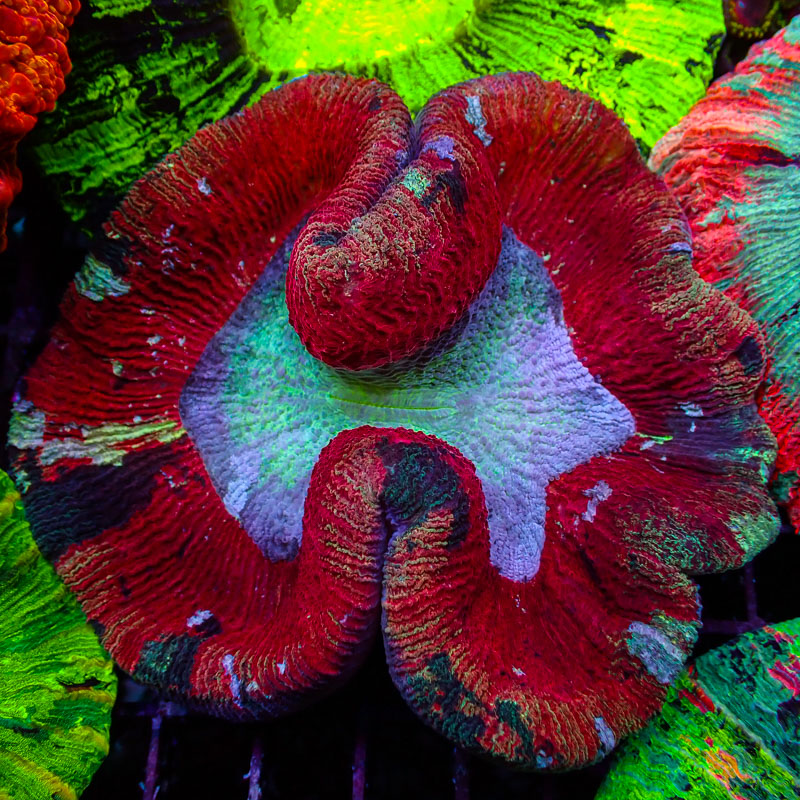 Trachyphyllia Red Splash