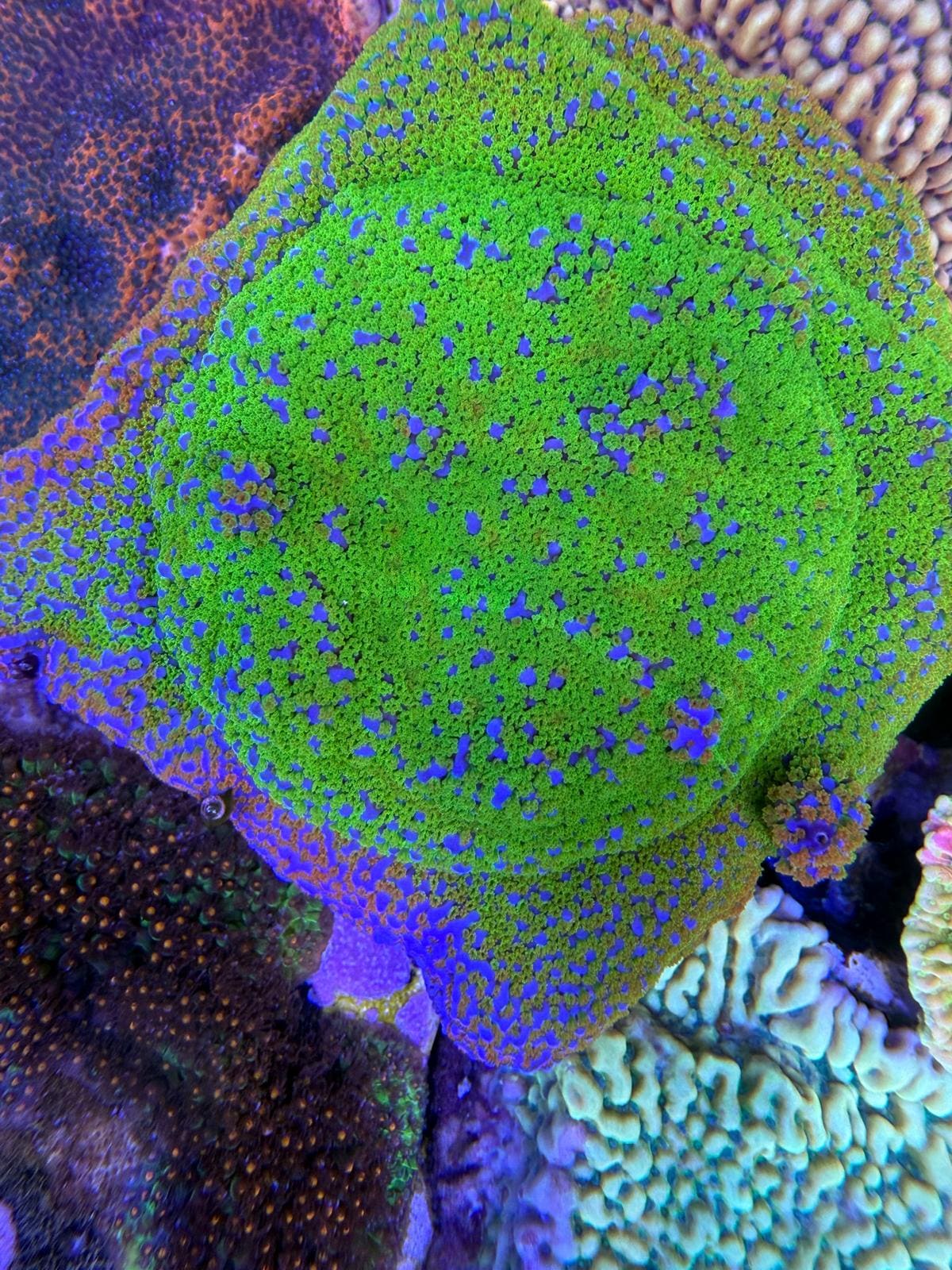Montipora Poker Star Master
